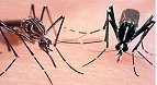 Aedes aegypti como el Aedes albopictus son vectores del chikungunya