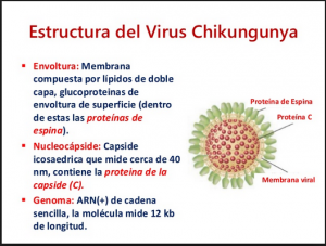Estructura del virus chikungunya