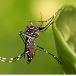 mosquito transmisor Aedes aegypti