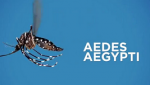 El Aedes aegypti es una triple amenaza para la humanidad. Este mosquito trasmite tres enfermedades muy peligrosas para los humanos: Dengue, Chikungunya y Zika