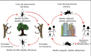 ciclo biológico de agente trasmisor chikungunya