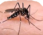 mosquito tigre potencial portador de chicungunya