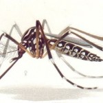 Cómo los mosquitos huelen el sudor humano y cómo la genética nos podría salvar de ellos
