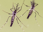 mosquito aedes sano  y mosquito aedes  infestado con wolbachia 