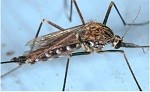Solicitan extremar medidas para prevenir enfermedades transmitidas por mosquitos