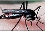 mosquito Haemagogus
