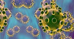 coronavirus SARS-CoV-2--