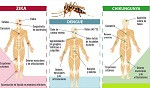 dengue,zika,chikun