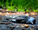 Aves migratorias han muerto del cólera aviar