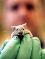 Ratón blanco de laboratorio