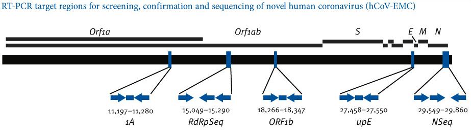 Regiones diana de la RT-PCR para la detección del MERS CoV