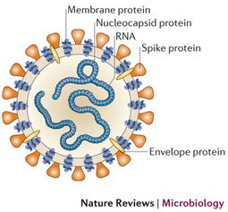Estructura del coronavirus. Imagen: Nature