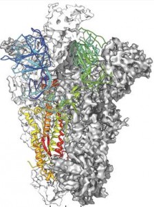 Proteína de espiga del MERS-CoV