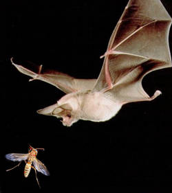murciélago insectívoro