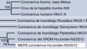 Relaciones filogenéticas de la subfamilia Coronavirinae