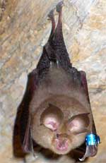 murciélago de herradura