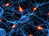 neuronas sistema nervioso dolor