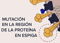 mutación proteina de espiga