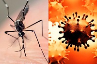 dengue y covid
