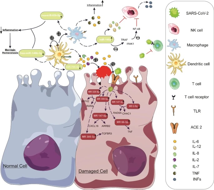 Mecanismo general de la función de los miARN humanos y virales en la inflamación de los órganos diana inducida por la infección por SARS-CoV-2