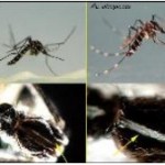 mosquito género Aedes