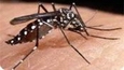 aedes2
