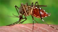 Aedes aegyptis, vector del dengue, fiebre amarilla y chikungunya