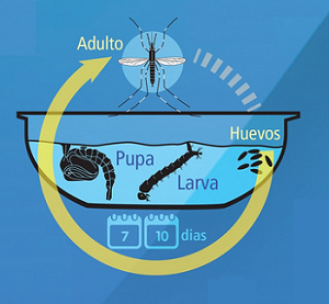 Dengue – Preguntas frecuentes