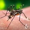 Aedes aegypti-Aedes aegypti formosus (Aaf)
