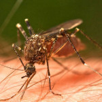Mosquito-Cuba-Dengue1