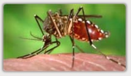mosquito Aedes
