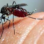dengue-mosquito-1-e1726319884617