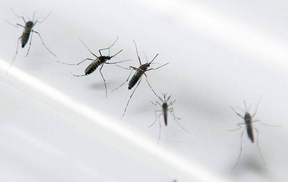 dengue-america-latina-580x367