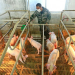 CHINA AGRICULTURE PIG FARMING