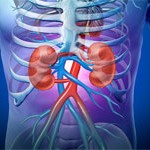 riñones sistema renal