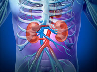 riñones sistema renal