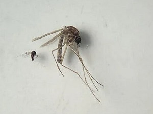 Culicoides paraensis el menor en la foto y Culex quinquefasciatus el más grande en la foto