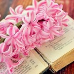 hyacinth-758953__180