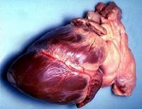 corazón humano