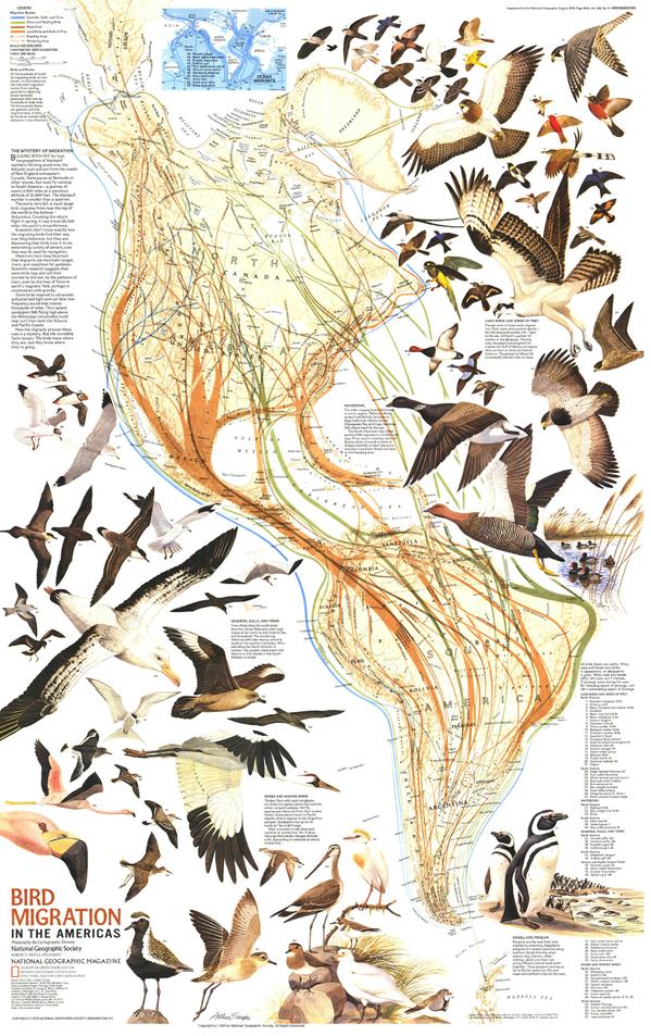 Vias migratorias de las aves