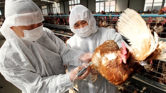Gripe aviar. Fuente: OMS