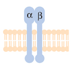 proteína integrina de membrana