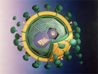 vih virus inmunodeficiencia humana