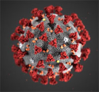 Esta ilustración, creada en los CDC, revela la morfología ultraestructural exhibida por los coronavirus. 